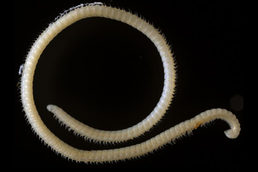 Phát hiện loài động vật mới có 414 chân