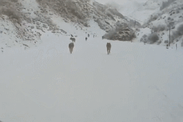 Khoảnh khắc nhóm du khách bị đàn sói bao vây giữa thung lũng đầy tuyết