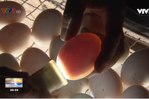 Những điều thú vị của nghề trứng lộn