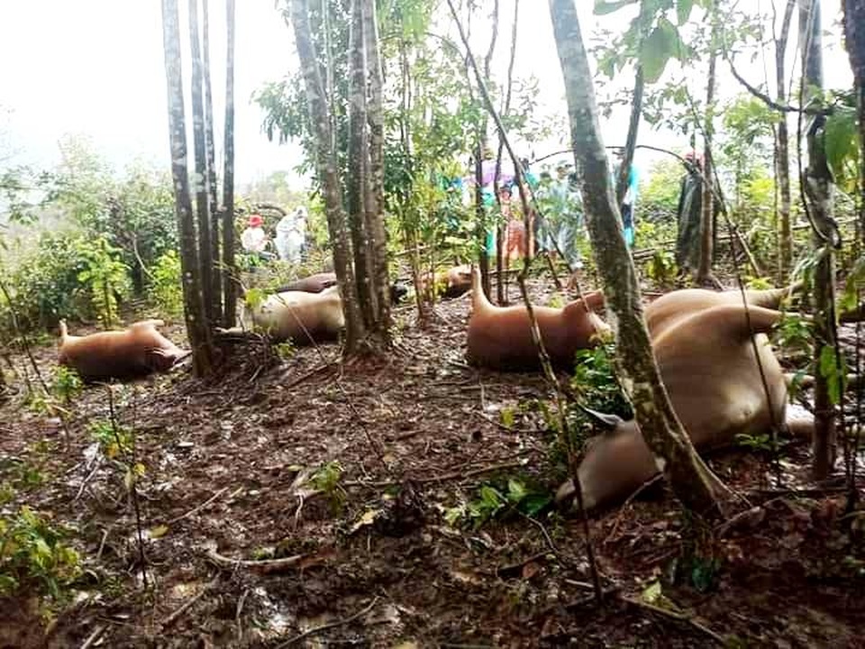 Quảng Nam: Mưa lũ, sét đánh chết 7 con bò của hộ dân đồng bào Cơtu - 1