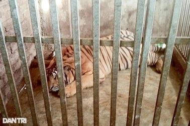 8 con hổ giải cứu ở Nghệ An được "chuyển khẩu" ra vườn thú Hà Nội