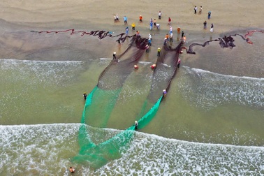 Hàng chục người hợp sức kéo lưới rùng, "lộc biển" rủng rỉnh