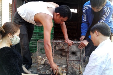 Dùng biển kiểm soát giả để vận chuyển gà giống nhập lậu