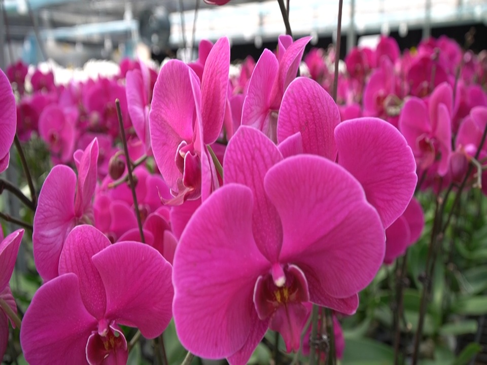 Bất ngờ với vẻ đẹp của hơn 1 vạn cây lan hồ điệp trên đỉnh Sa Mù, Quảng Trị - 8 Bất ngờ với vẻ đẹp của hơn 1 vạn cây lan hồ điệp trên đỉnh Sa Mù, Quảng Trị - 8