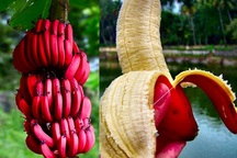 Những cây độc, quả lạ khiến người dùng Việt “phát sốt” 