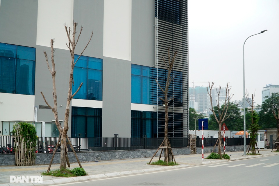 Hàng loạt cây xanh mới trồng chết khô trên khu đất vàng Hà Nội - 7 Hàng loạt cây xanh mới trồng chết khô trên khu đất vàng Hà Nội - 7