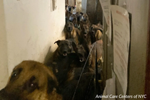 Căn hộ bốc mùi nhiều năm, hàng xóm sững sờ phát hiện gần 50 con chó bị nhốt