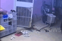 Nổi bật tuần qua: Cô gái suýt giẫm vào rắn hổ mang trước nhà mà không biết