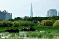 Lão nông 40 năm chăn trâu quanh những tòa cao ốc chọc trời ở Sài Gòn