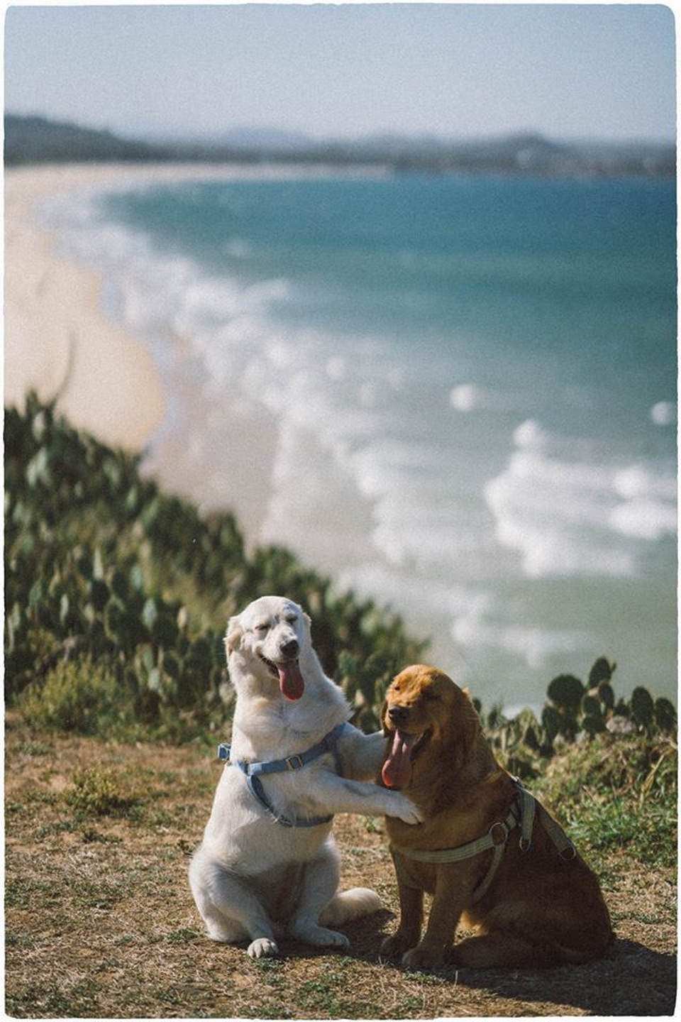 Phú Yên đẹp mê li qua lăng kính của nhiếp ảnh gia trẻ và 2 chú chó cưng - 11