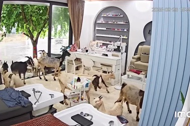 20 con dê bất ngờ xông vào tiệm làm móng ở Ninh Bình để trú mưa