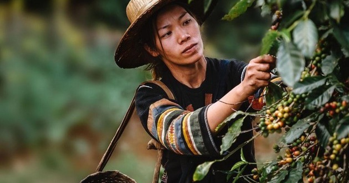 Hành trình bền vững" từ vùng trồng đến tách cà phê thơm lừng mỗi sáng | Báo  Dân trí