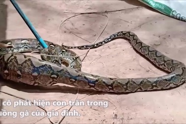 Trăn bị tóm gọn sau khi ăn thịt gà của người dân