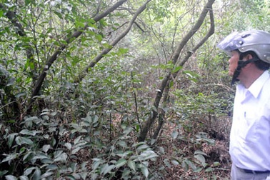 Huế bị “tuýt còi” vì dự án lấy đất lúa, đất rừng làm sân golf