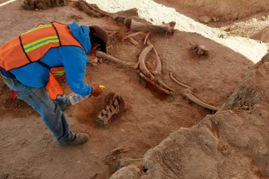 Phát hiện thêm nhiều bộ xương voi ma mút bên dưới sân bay Mexico