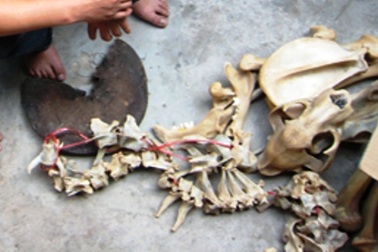 Mua xương hổ về nấu cao tại nhà