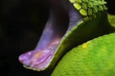 Khoảnh khắc rắn độc ngáp khiến nhiều người phải rùng mình