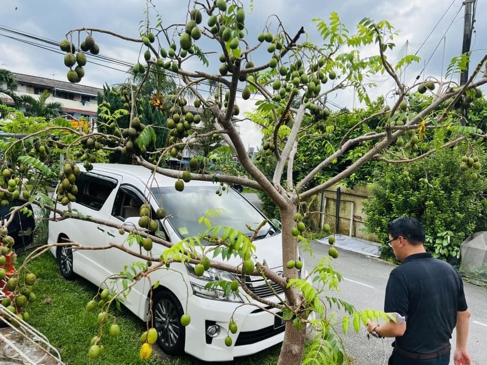 Vườn cây 450m2 của mẹ Việt ở Malaysia, quanh năm sai trĩu hoa quả - 9