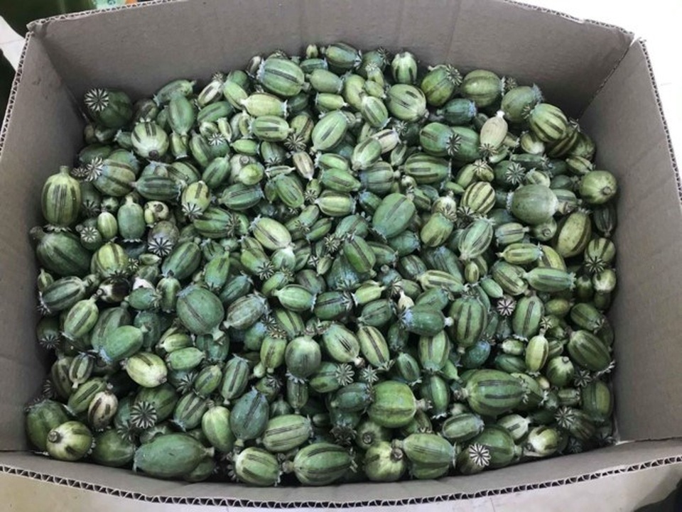 Gã trai chở bao tải chứa 22kg quả thuốc phiện tươi - 1 Gã trai chở bao tải chứa 22kg quả thuốc phiện tươi - 1