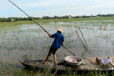 Nông dân miền Tây chật vật mưu sinh mùa nước lũ