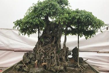 Có hàng loạt cây cảnh tiền tỷ, người đàn ông này "chỉ muốn giữ cho riêng mình"