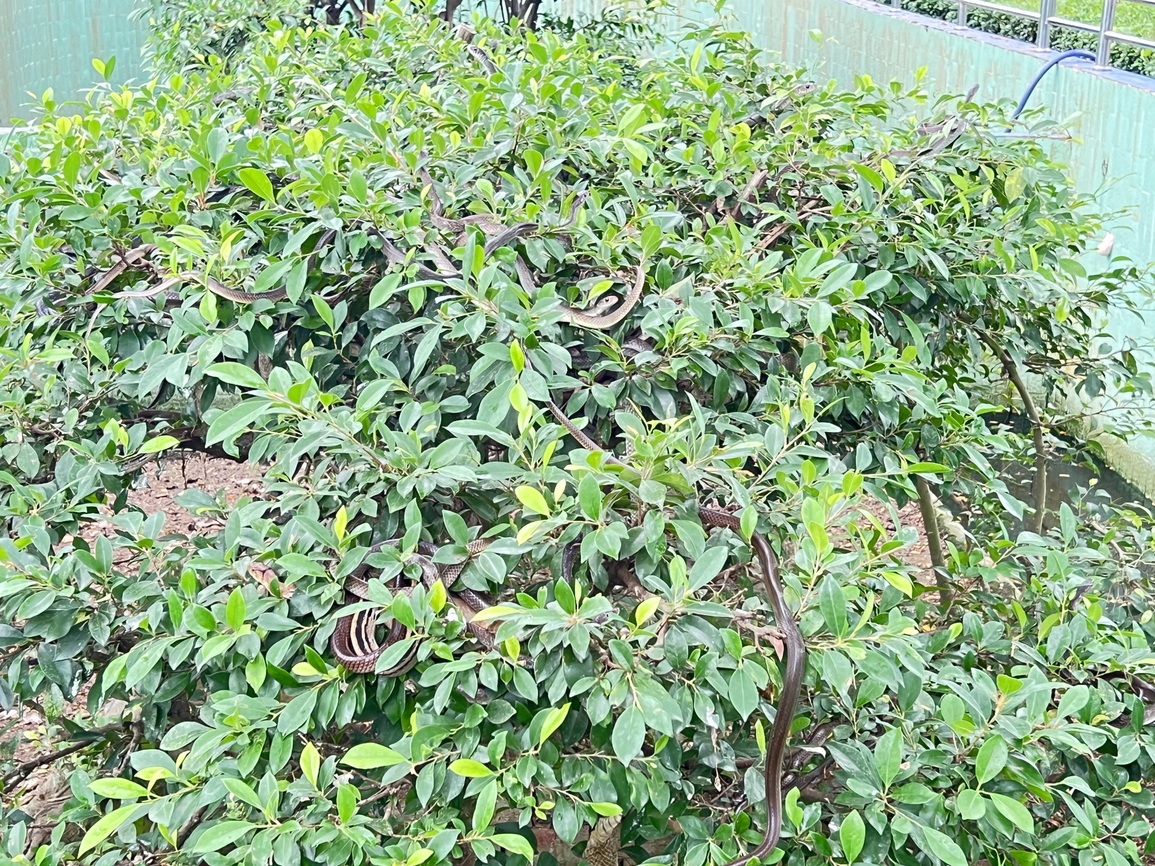 Hàng nghìn con rắn quấn dày đặc trên cây ở miền Tây - 9 Hàng nghìn con rắn quấn dày đặc trên cây ở miền Tây - 9