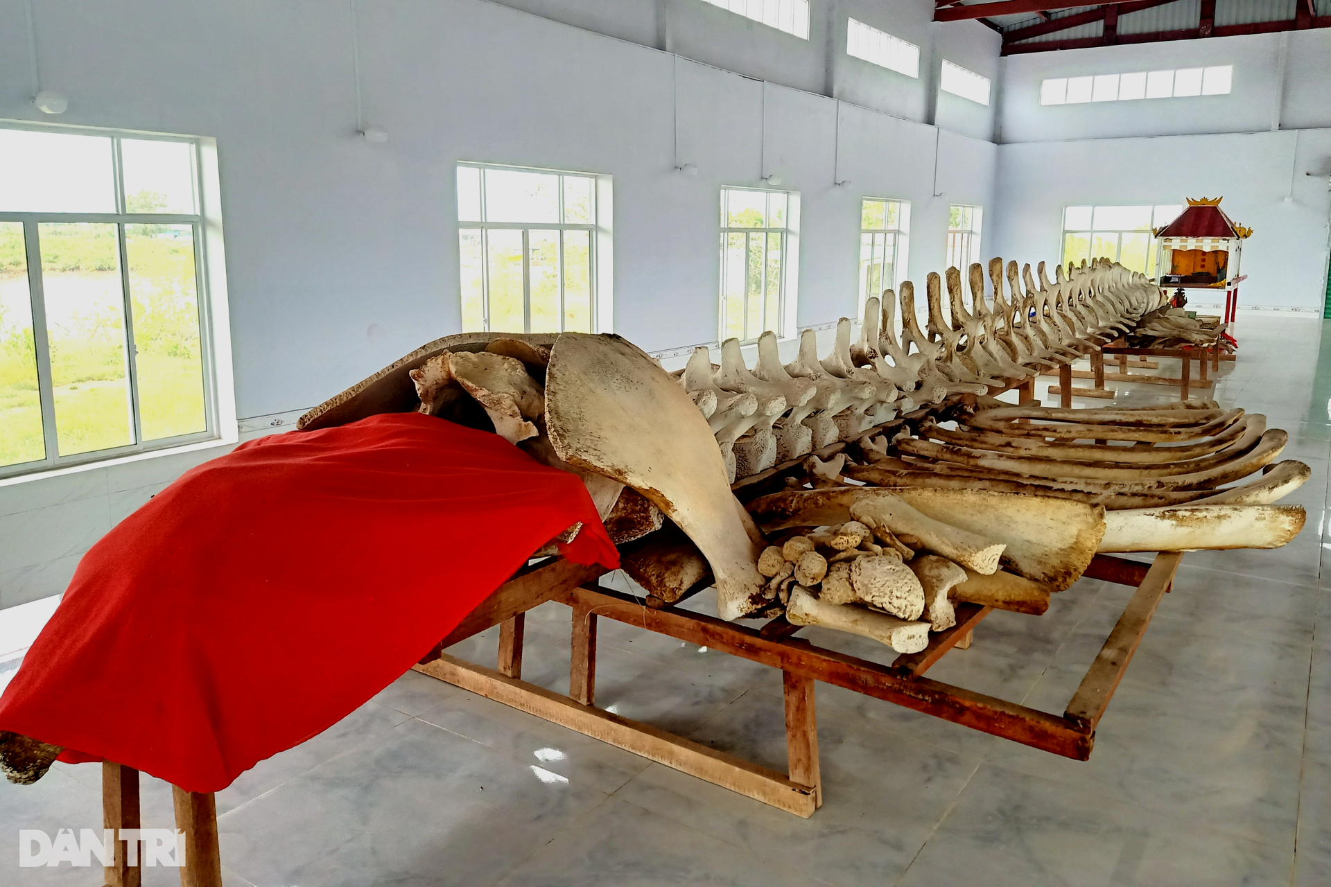 Về cửa biển Cái Cùng chiêm ngưỡng ngọc cốt cá Ông dài nhất, nhì miền Tây - 3 Về cửa biển Cái Cùng chiêm ngưỡng ngọc cốt cá Ông dài nhất, nhì miền Tây - 3