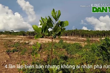 Rừng quốc gia ở Phú Quốc bị chặt phá