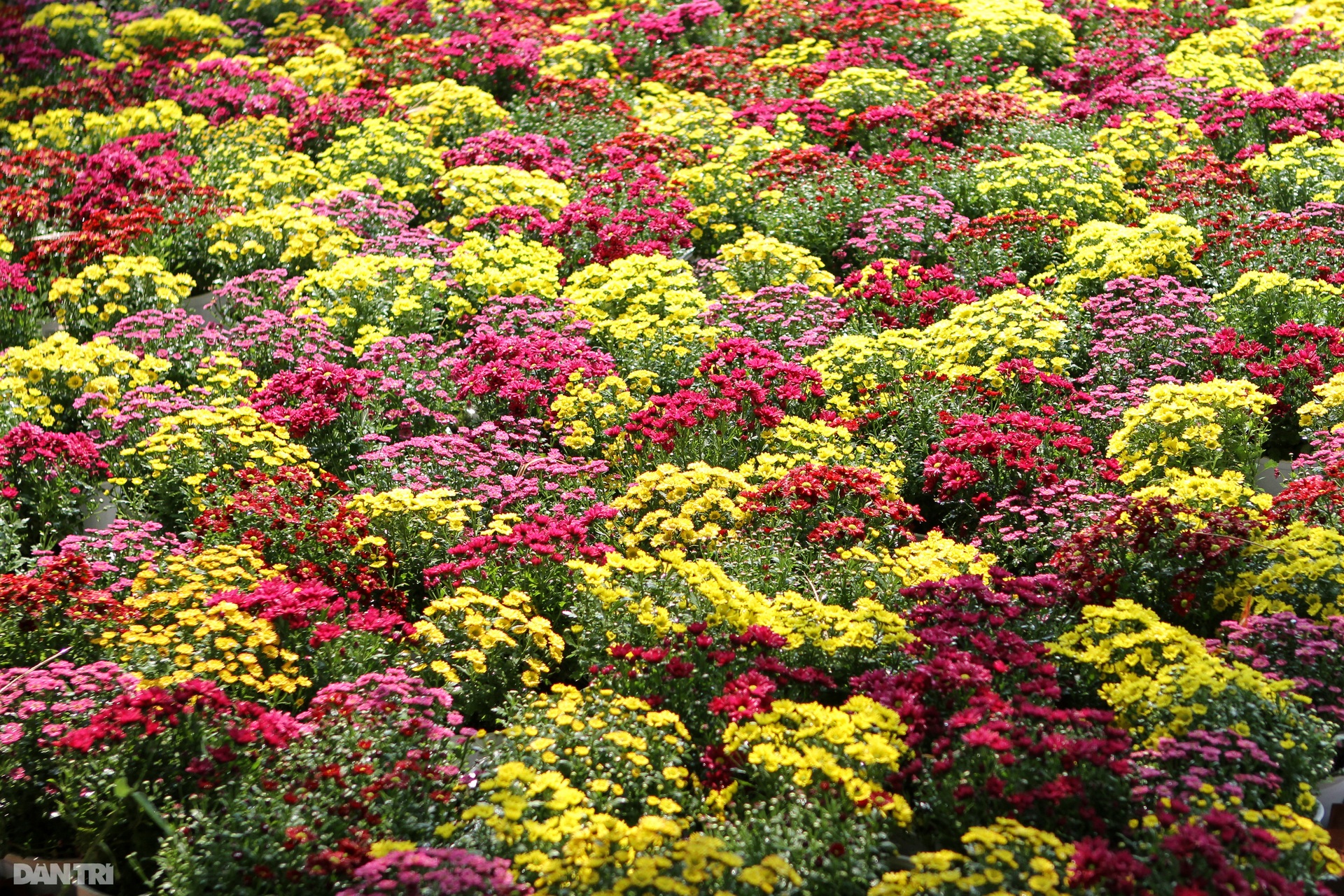 Gia đình hổ uy nghi, hùng tráng tại Hội Xuân thành phố biển Vũng Tàu - 5