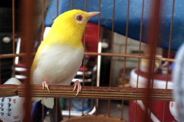 Chim vành khuyên đột biến gen: Tỷ phú Singapore mua không nổi