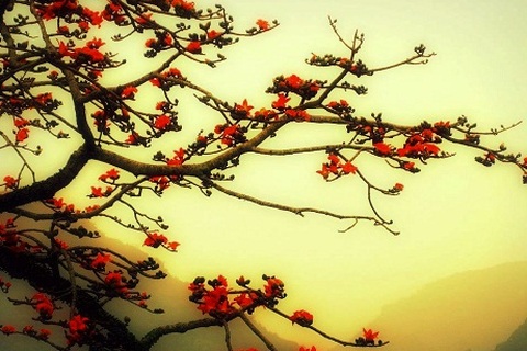 Nỗi niềm lã chã hoa gạo Tháng Ba