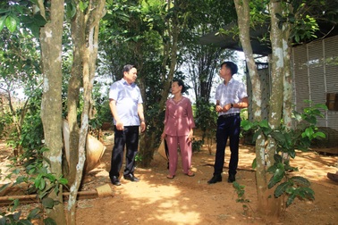 Vườn chè cổ thụ được gìn giữ như báu vật, trả tiền triệu mỗi gốc không bán