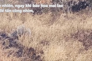 Bộ lông sắc nhọn giúp nhím thoát khỏi móng vuốt báo hoa mai