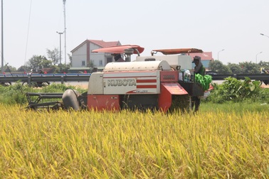 Máy gặt không dám đến ruộng, nông dân "ngồi trên đống lửa"