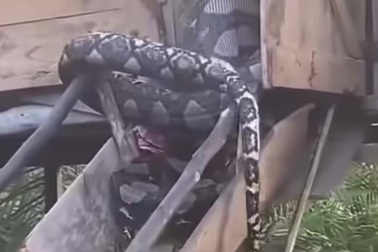 Trăn khổng lồ bị mắc kẹt vì nuốt chửng dê của nông dân