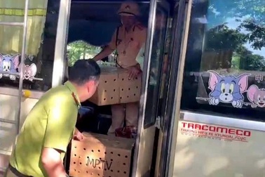 136 con chim chào mào bị giấu trên xe khách