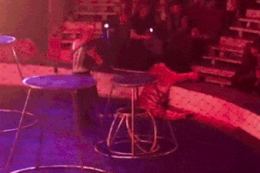 Clip hổ bị co giật khi đang biểu diễn xiếc