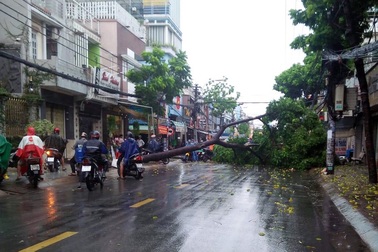 Cây đổ, đường ngập trong cơn mưa chiều cuối tuần