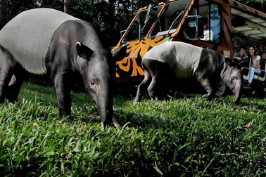 Khám phá trải nghiệm "chạm đến hoang dã" tại Vinpearl Safari Phú Quốc