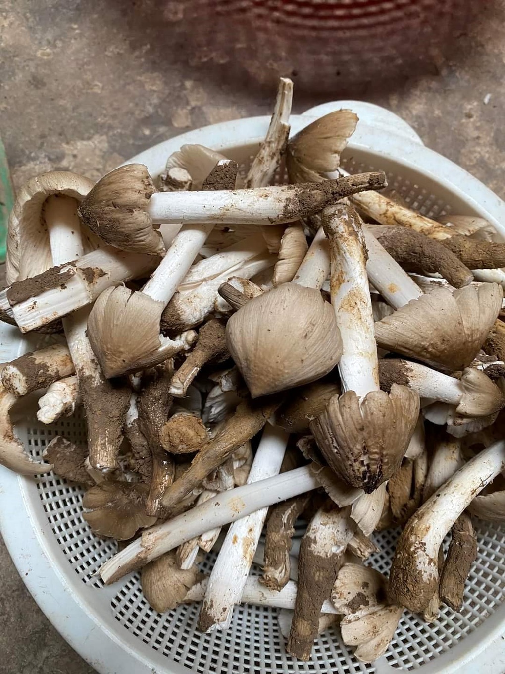 Rủ nhau thức canh lộc đất, nếu trúng ổ 1 tiếng kiếm 5 triệu đồng - 2 Rủ nhau thức canh lộc đất, nếu trúng ổ 1 tiếng kiếm 5 triệu đồng - 2