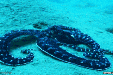 Điểm mặt những “siêu nhân” trong thế giới động vật