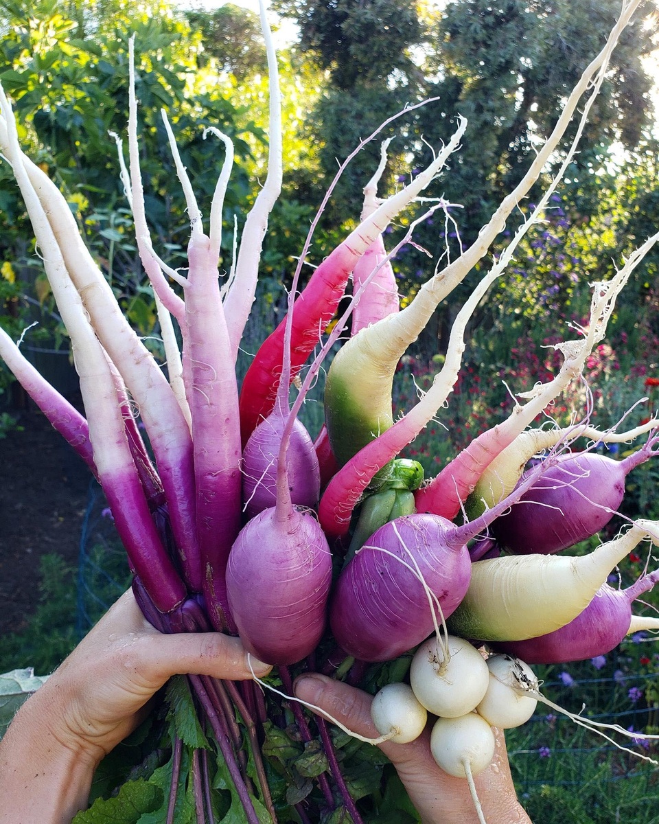 Cuộc sống bình yên trồng rau, nuôi gà đáng mơ ước của đôi vợ chồng trẻ - 10 Cuộc sống bình yên trồng rau, nuôi gà đáng mơ ước của đôi vợ chồng trẻ - 10