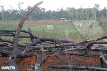 Vụ rầm rộ phá rừng để làm nhà: Thu hồi toàn bộ dự án