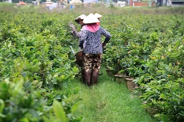 Bình Định: Thời tiết bất thường, người trồng mai thấp thỏm chờ Tết