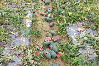 Nhiều ruộng dưa hấu bị phá nát trong đêm