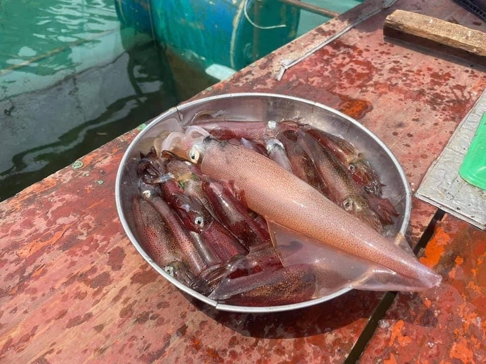 Con nhảy tanh tách, tiền triệu mỗi kg vẫn không có để bán - 9