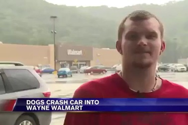 Hết hồn cảnh chú chó lái ô tô đâm thẳng vào siêu thị