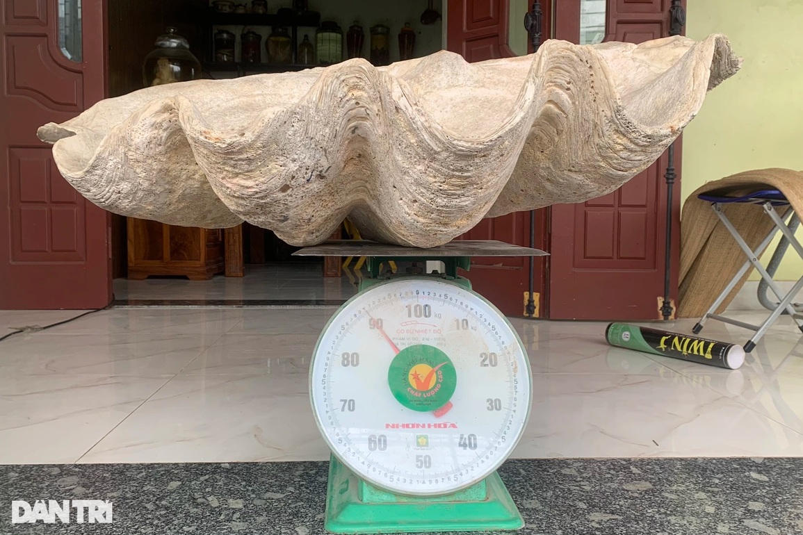 Thầy giáo sở hữu vỏ sò hóa thạch nặng gần 1 tạ, khách đổi ô tô vẫn lắc đầu - 2 Thầy giáo sở hữu vỏ sò hóa thạch nặng gần 1 tạ, khách đổi ô tô vẫn lắc đầu - 2