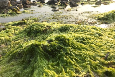 Quảng Ngãi: Độc đáo công việc "biến" rong biển thành phân bón