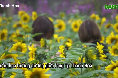 Vườn hoa hướng dương giữa lòng thành phố Thanh Hóa